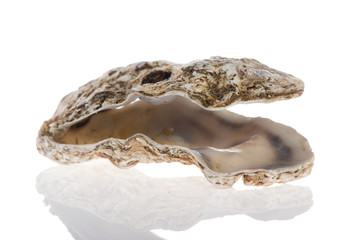 Open oyster