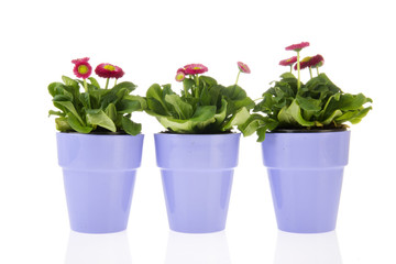 Pink Bellis plants