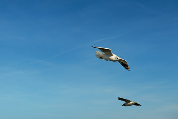 Seagull