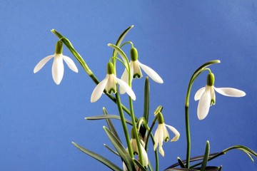 snowdrops