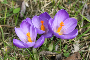 Spring flowers