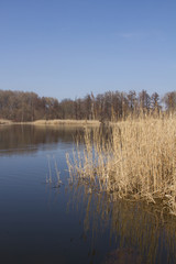 See