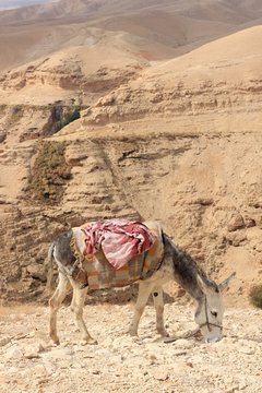 Donkey in the Desert