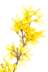 Forsythia