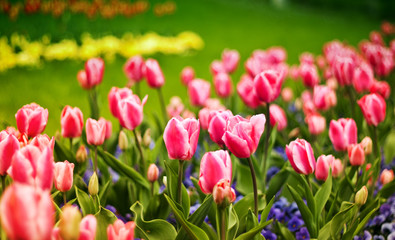 Colorful tulips flower blooming in a park