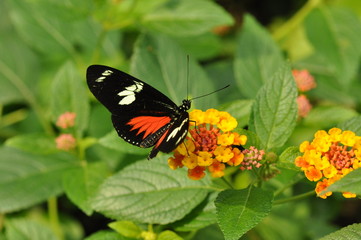 coloured butterfly