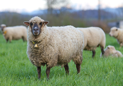 long haired sheep with bell