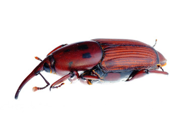 insect weevil snout beetle