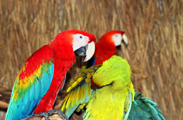 Colorful Macaws