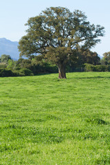 arbre isolé au champs