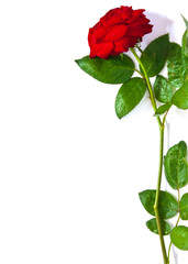 Red rose put on white paper isolated