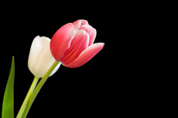 Fototapeta premium Pink and white tulips and leaf