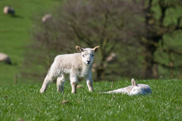 Obraz premium Lamb looking at viewer whilst another sleeps