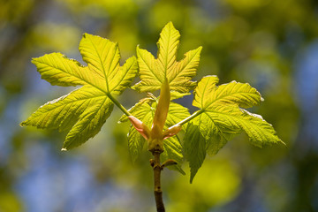 Golden Leaves. Back lit new spring leaves.