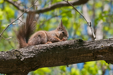 Eichhörnchen