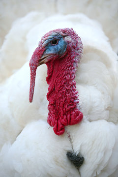 White turkey portrait