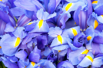 Blue iris background