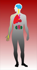 man body with organs vector