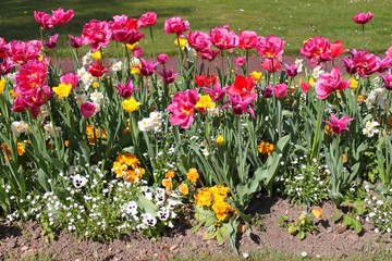 Fleurs dans le jardin des Serres d'Auteuil à Paris