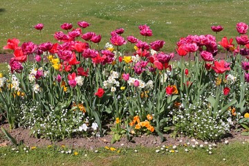 Fleurs dans le jardin des Serres d'Auteuil à Paris