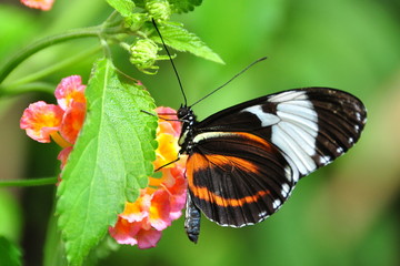 Fototapeta na wymiar Black and White Longwing Butterfly