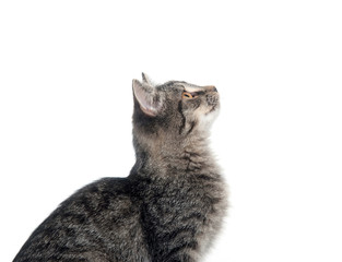 Fototapeta premium Cute kitten looking up