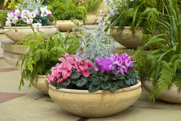 Cyclamen pot and ferns in garden room