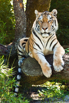 Sibirischer Tiger