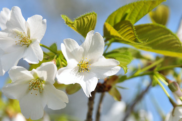 Fototapeta premium 桜