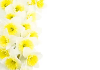 Photo sur Aluminium Narcisse border of beautiful daffodils