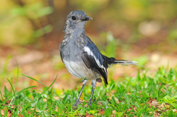 Oriental Magpie Robin, A Black And White Color Bird