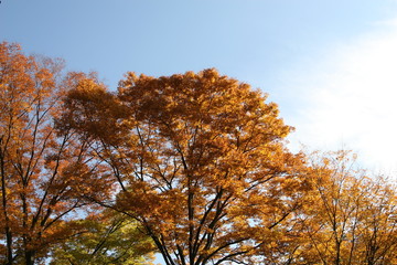 Fototapeta premium autumn tree