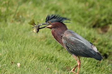 Green Heron that just caught a fish.
