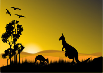 Fototapeta na wymiar kangur sunset horizion