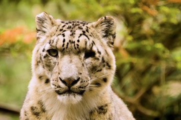 panthère des neiges