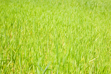 Obraz premium green grass