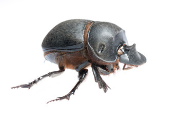 dung beetle