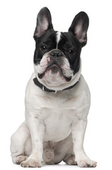 French bulldog, 15 months old, sitting