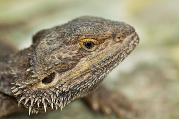 Bartagame