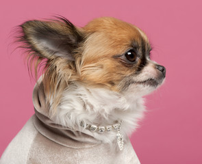 Close-up of Chihuahua, 2 years old, with diamond collar