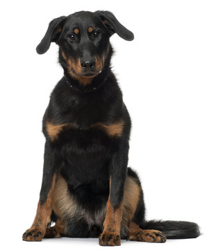 Beauceron, 7 Months old, sitting in front of white background