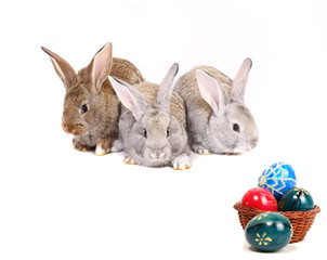 easter rabbits