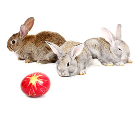 easter rabbits