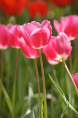 チューリップ