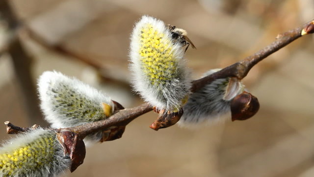 willow, close-up