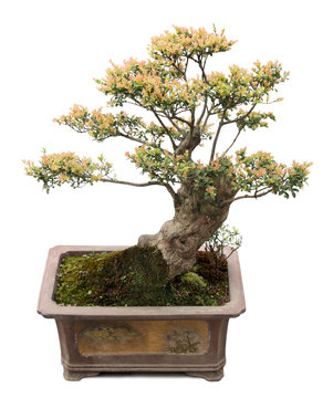 Chinese Elm Bonsai Tree