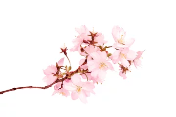 Foto op Canvas Spring blossoms isolated on white background © Jag_cz