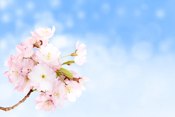 Spring pink blossoms with blur sky background