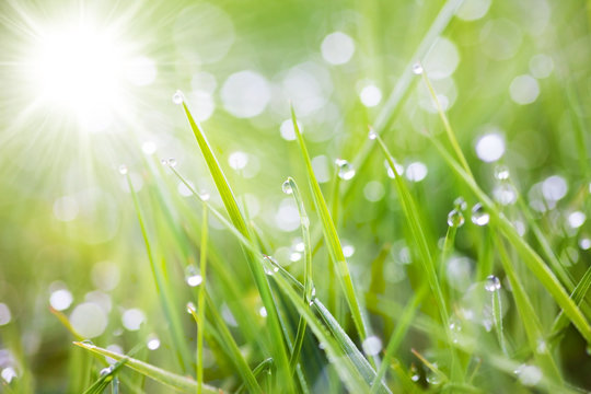 sparkling grass
