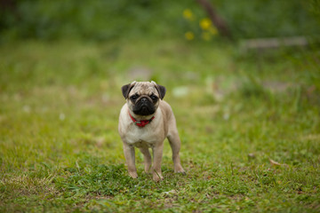 Obraz premium pug 